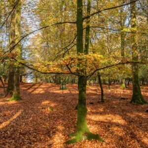 “Autumn glory”