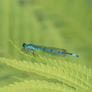 “Blue and green”