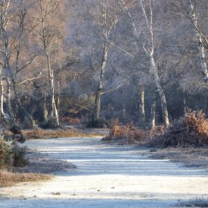 “A winter’s walk”